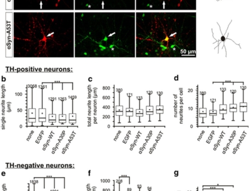 Alpha-Synuclein affects neurite morphology, autophagy, vesicle transport and axonal degeneration in CNS neurons.