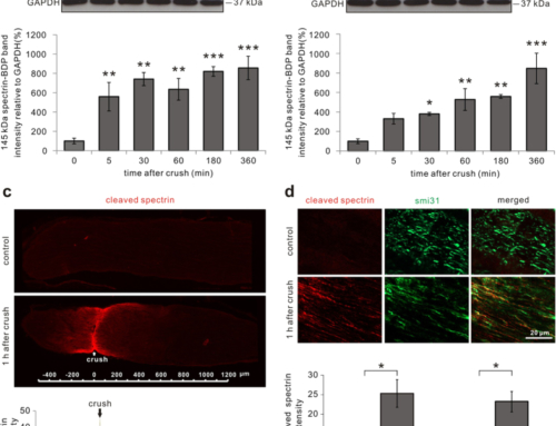 Calpain-mediated cleavage of collapsin response mediator protein-2 drives acute axonal degeneration