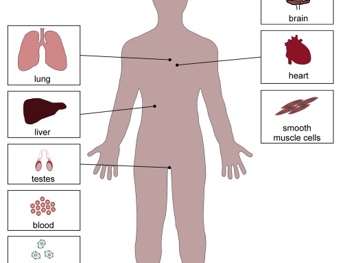 ROCK inhibition in models of neurodegeneration and its potential for clinical translation